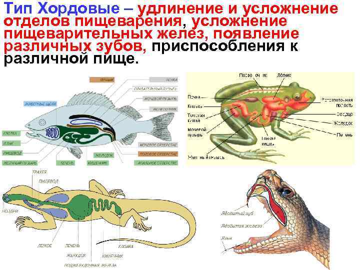 Тип Хордовые – удлинение и усложнение отделов пищеварения, усложнение пищеварительных желез, появление различных зубов,
