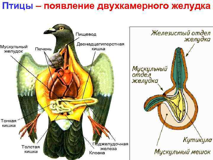 Птицы – появление двухкамерного желудка 