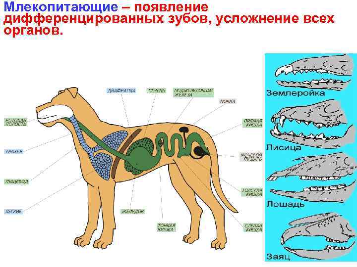 Млекопитающие – появление дифференцированных зубов, усложнение всех органов. 