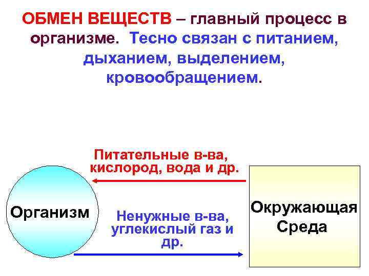 ОБМЕН ВЕЩЕСТВ – главный процесс в организме. Тесно связан с питанием, дыханием, выделением, кровообращением.