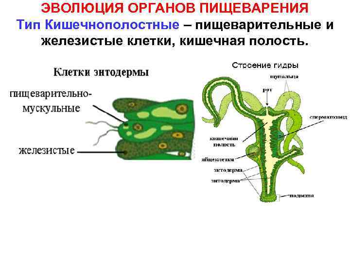 ЭВОЛЮЦИЯ ОРГАНОВ ПИЩЕВАРЕНИЯ Тип Кишечнополостные – пищеварительные и железистые клетки, кишечная полость. 