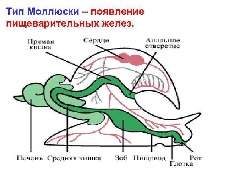 Тип Моллюски – появление пищеварительных желез. 