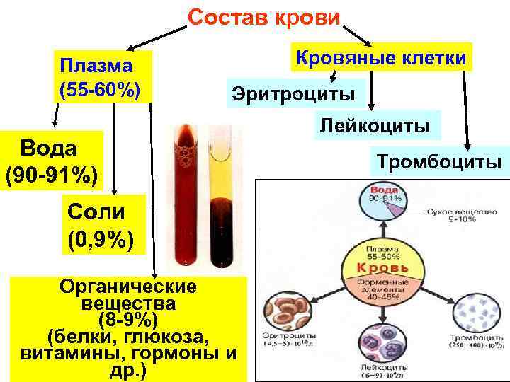 Состав крови Плазма (55 -60%) Кровяные клетки Эритроциты Вода (90 -91%) Соли (0, 9%)