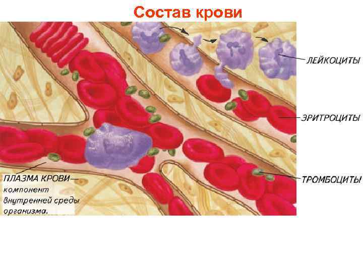 Состав крови 