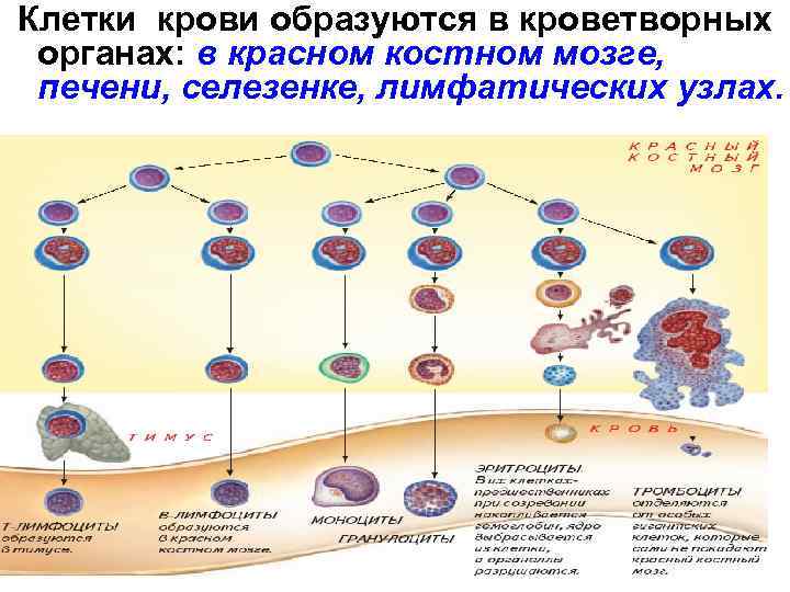 Клетки крови образуются в кроветворных органах: в красном костном мозге, печени, селезенке, лимфатических узлах.