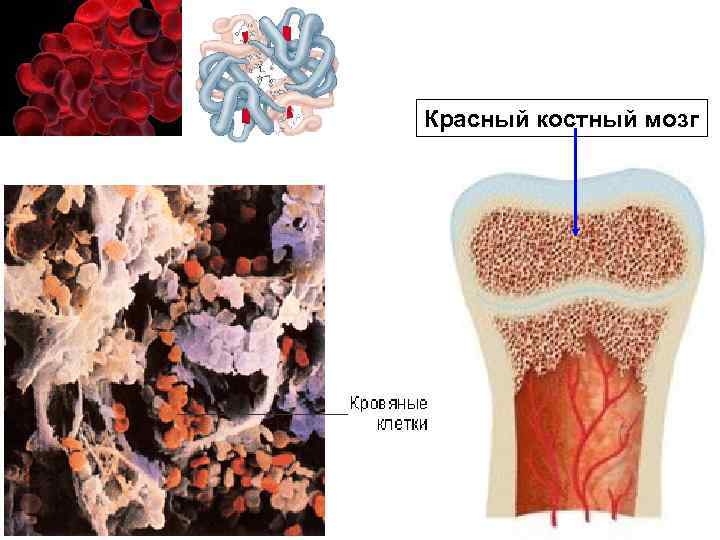 Рисунок красного костного мозга