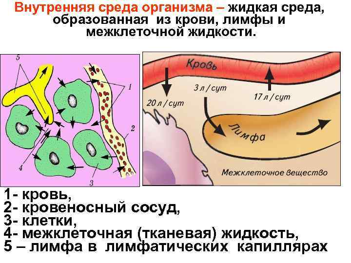 Внутренняя среда организма – жидкая среда, образованная из крови, лимфы и межклеточной жидкости. 1