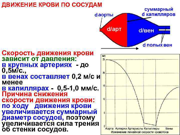 ДВИЖЕНИЕ КРОВИ ПО СОСУДАМ d/вен Скорость движения крови зависит от давления: в крупных артериях