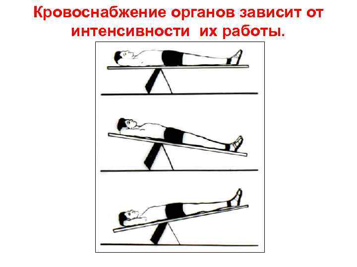Кровоснабжение органов зависит от интенсивности их работы. 