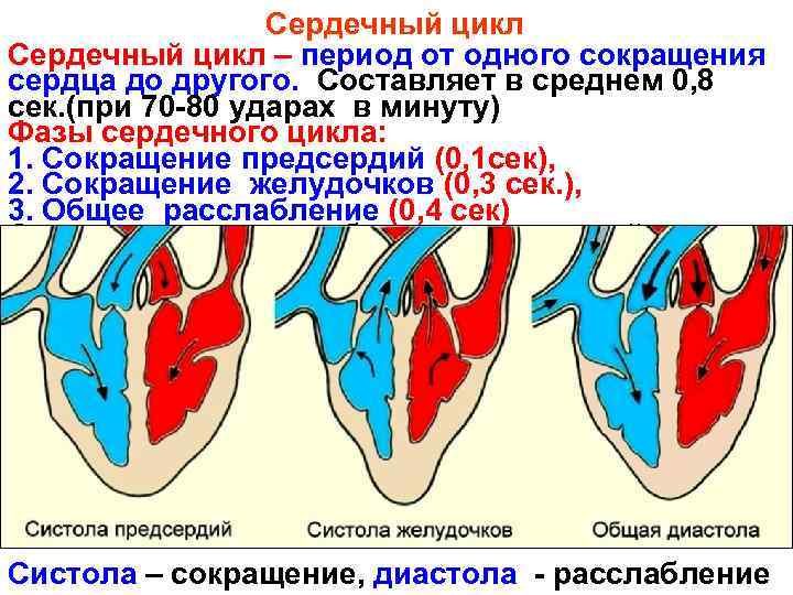 Сердечный цикл – период от одного сокращения сердца до другого. Составляет в среднем 0,