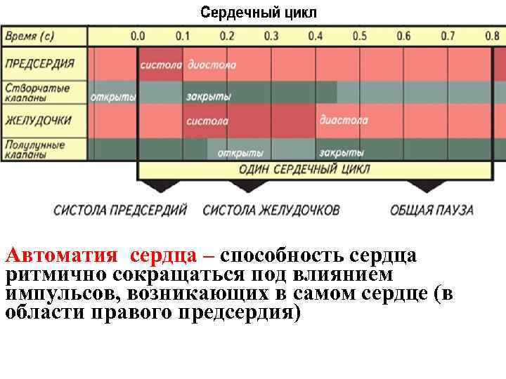 Автоматия сердца – способность сердца ритмично сокращаться под влиянием импульсов, возникающих в самом сердце