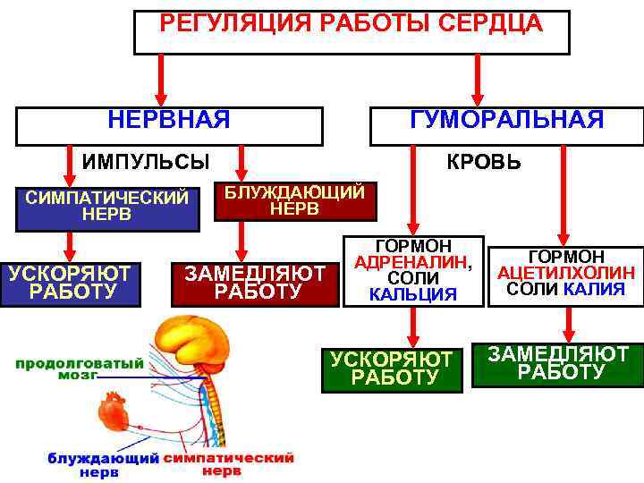 РЕГУЛЯЦИЯ РАБОТЫ СЕРДЦА НЕРВНАЯ ГУМОРАЛЬНАЯ ИМПУЛЬСЫ СИМПАТИЧЕСКИЙ НЕРВ УСКОРЯЮТ РАБОТУ КРОВЬ БЛУЖДАЮЩИЙ НЕРВ ЗАМЕДЛЯЮТ