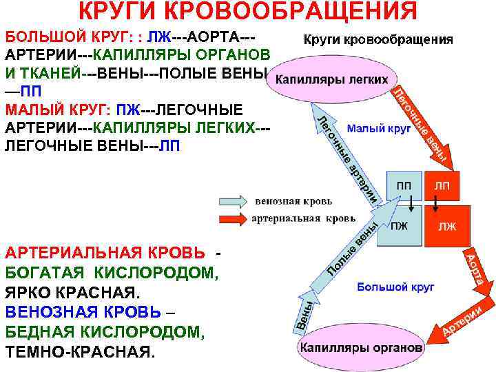 КРУГИ КРОВООБРАЩЕНИЯ БОЛЬШОЙ КРУГ: : ЛЖ---АОРТА--АРТЕРИИ---КАПИЛЛЯРЫ ОРГАНОВ И ТКАНЕЙ---ВЕНЫ---ПОЛЫЕ ВЕНЫ —ПП МАЛЫЙ КРУГ: ПЖ---ЛЕГОЧНЫЕ