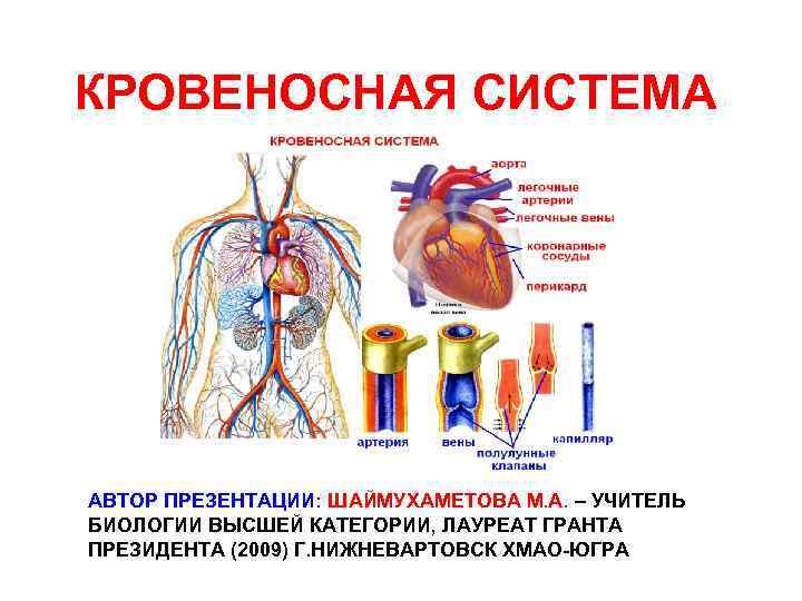 КРОВЕНОСНАЯ СИСТЕМА АВТОР ПРЕЗЕНТАЦИИ: ШАЙМУХАМЕТОВА М. А. – УЧИТЕЛЬ БИОЛОГИИ ВЫСШЕЙ КАТЕГОРИИ, ЛАУРЕАТ ГРАНТА