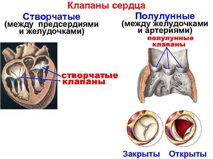 Клапаны сердца Полулунные Створчатые (между предсердиями и желудочками) (между желудочками и артериями) Закрыты Открыты