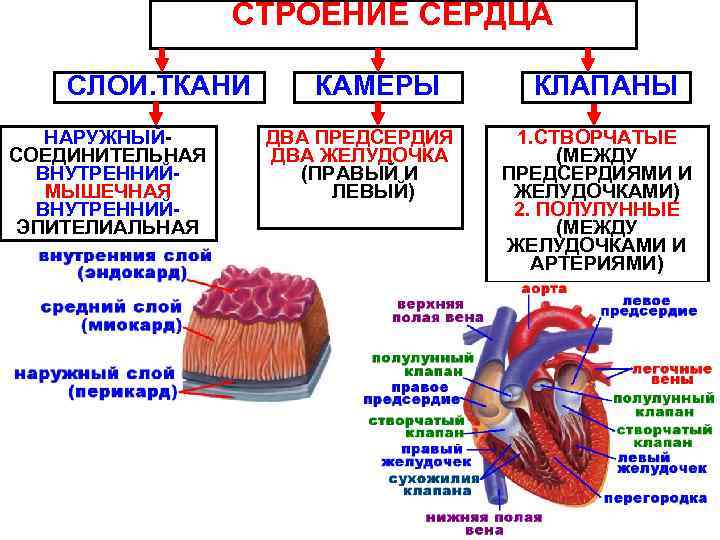 СТРОЕНИЕ СЕРДЦА СЛОИ. ТКАНИ НАРУЖНЫЙСОЕДИНИТЕЛЬНАЯ ВНУТРЕННИЙМЫШЕЧНАЯ ВНУТРЕННИЙЭПИТЕЛИАЛЬНАЯ КАМЕРЫ ДВА ПРЕДСЕРДИЯ ДВА ЖЕЛУДОЧКА (ПРАВЫЙ И