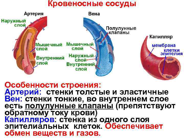 Кровеносные сосуды Особенности строения: Артерий: стенки толстые и эластичные Вен: стенки тонкие, во внутреннем