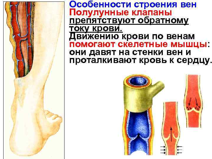 Особенности строения вен Полулунные клапаны препятствуют обратному току крови. Движению крови по венам помогают