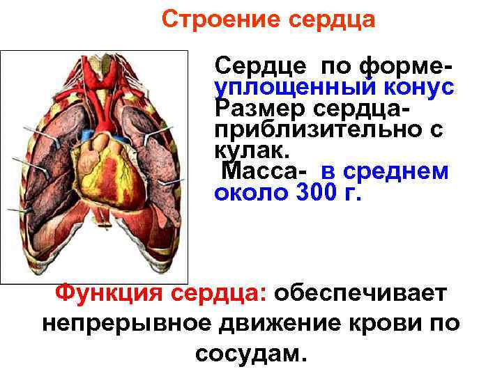 Строение сердца Сердце по формеуплощенный конус Размер сердцаприблизительно с кулак. Масса- в среднем около