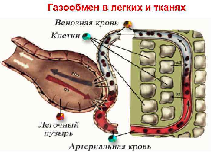 Газообмен в легких и тканях 