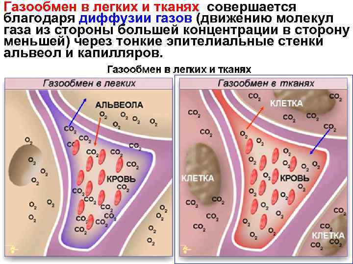 Какой физический процесс обеспечивает газообмен в тканях