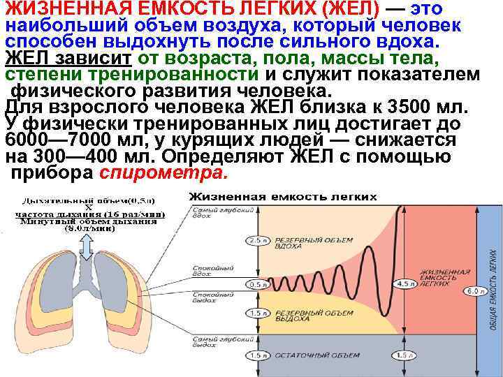 ЖИЗНЕННАЯ ЕМКОСТЬ ЛЕГКИХ (ЖЕЛ) — это наибольший объем воздуха, который человек способен выдохнуть после