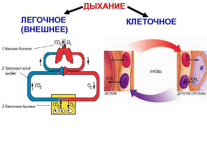 ДЫХАНИЕ ЛЕГОЧНОЕ (ВНЕШНЕЕ) КЛЕТОЧНОЕ 