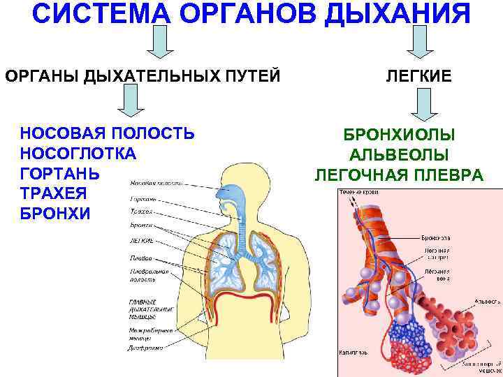 СИСТЕМА ОРГАНОВ ДЫХАНИЯ ОРГАНЫ ДЫХАТЕЛЬНЫХ ПУТЕЙ НОСОВАЯ ПОЛОСТЬ НОСОГЛОТКА ГОРТАНЬ ТРАХЕЯ БРОНХИ ЛЕГКИЕ БРОНХИОЛЫ