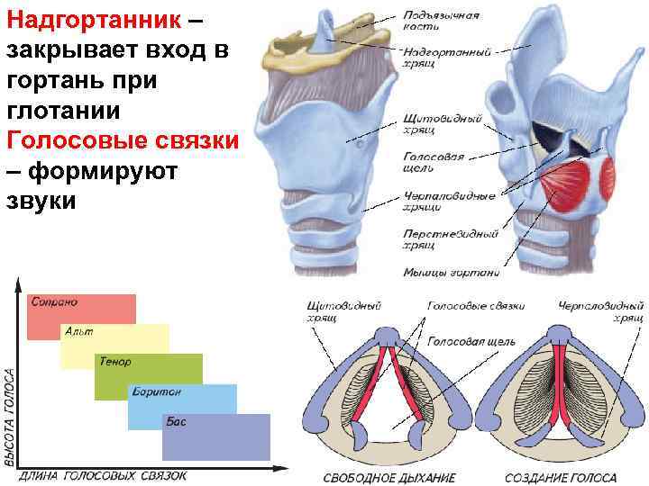 Надгортанник – закрывает вход в гортань при глотании Голосовые связки – формируют звуки 