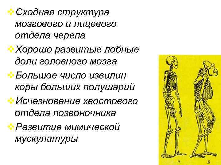 v. Сходная структура мозгового и лицевого отдела черепа v. Хорошо развитые лобные доли головного