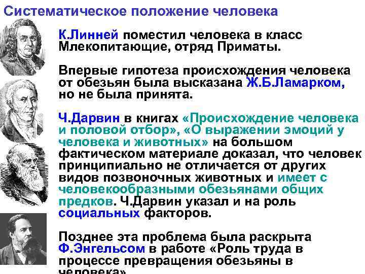 Систематическое положение человека К. Линней поместил человека в класс Млекопитающие, отряд Приматы. Впервые гипотеза