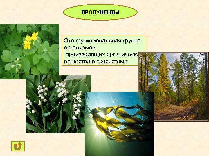 ПРОДУЦЕНТЫ Это функциональная группа организмов, производящих органические вещества в экосистеме 