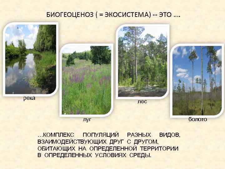 БИОГЕОЦЕНОЗ ( = ЭКОСИСТЕМА) -- ЭТО …. река лес луг …КОМПЛЕКС ПОПУЛЯЦИЙ РАЗНЫХ ВИДОВ,