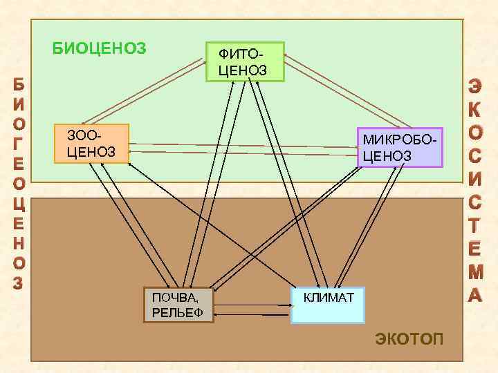 БИОЦЕНОЗ Б И О Г Е О Ц Е Н О З ФИТОЦЕНОЗ ЗООЦЕНОЗ