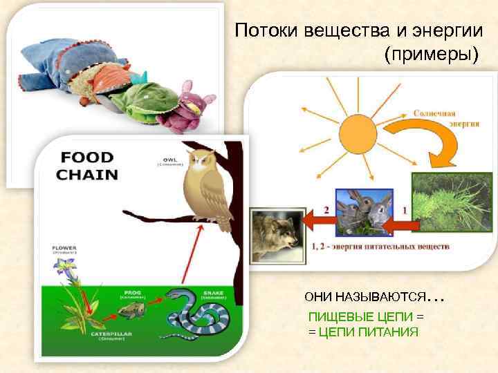 Потоки вещества и энергии (примеры) ОНИ НАЗЫВАЮТСЯ… ПИЩЕВЫЕ ЦЕПИ = = ЦЕПИ ПИТАНИЯ 