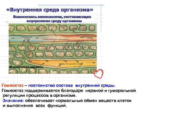 Гомеостаз – постоянство состава внутренней среды. Гомеостаз поддерживается благодаря нервной и гуморальной регуляции процессов