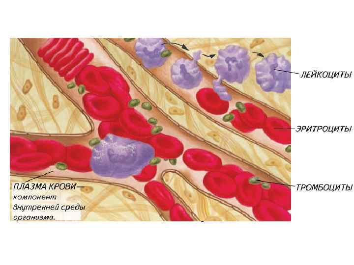  • Гомеостаз – постоянство состава внутренней среды. • Гомеостаз поддерживается благодаря нервной и