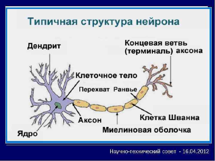 Признаки Эритроциты Лейкоциты Тромбоциты Форма Двояковогнутый диск Непостоянная амебоидная 