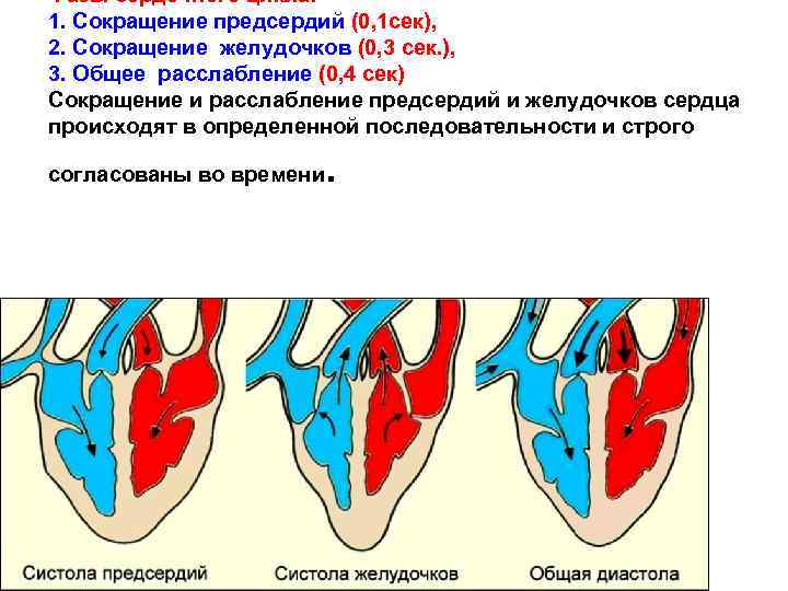 Фазы сердечного цикла: 1. Сокращение предсердий (0, 1 сек), 2. Сокращение желудочков (0, 3