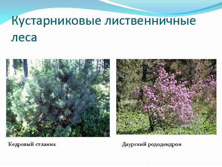 Кустарниковые лиственничные леса Кедровый стланик Даурский рододендрон 