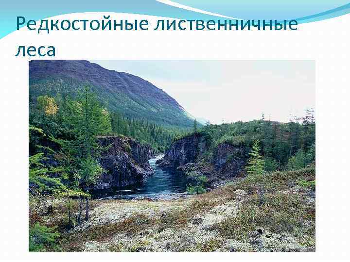 Редкостойные лиственничные леса 