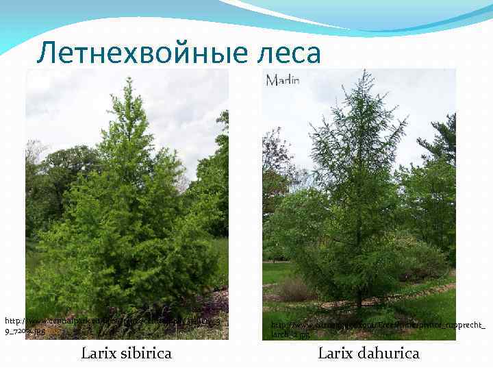 Летнехвойные леса http: //www. centralpark. ru/files/items/centralpark_gallery_3 9_72031. jpg Larix sibirica http: //www. cirrusimage. com/Trees/pine/prince_rupprecht_