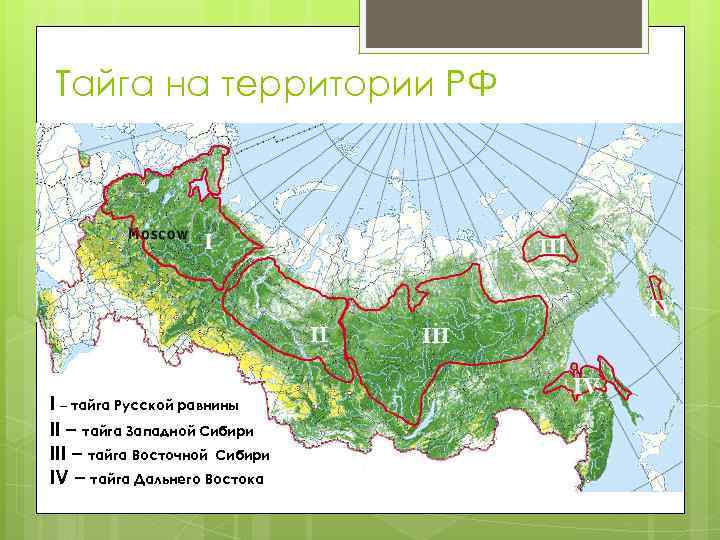 Тайга самая большая по площади природная зона. Смешанные леса дальнего Востока на карте. Расположение зоны тайги. Зона тайги на карте. Смешанные леса дальнего Востока на карте России.