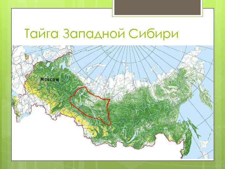 Географическое положение тайги в евразии. Восточно Сибирская Тайга на карте. Таежная зона Западной Сибири.