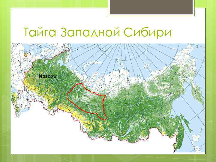 Районы тайги западная сибирь. Восточно Сибирская Тайга на карте. Тайга Восточной Сибири на карте. Западно Сибирская Тайга на карте. Тайга в Сибири на карте.