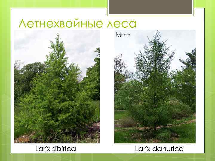 Летнехвойные леса Larix sibirica Larix dahurica 