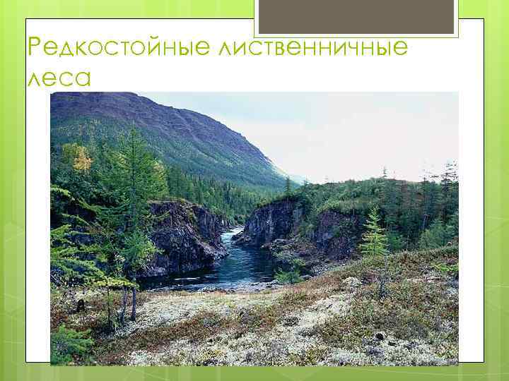 Редкостойные лиственничные леса 