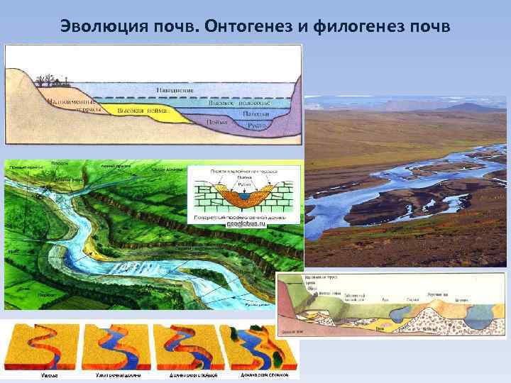 Развитие почвы. Эволюция почв. Развитие и Эволюция почв. Процесс эволюции почв. Схема эволюции почв.