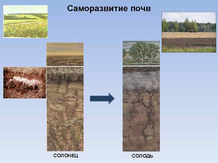 Саморазвитие почв СОЛОНЕЦ СОЛОДЬ 