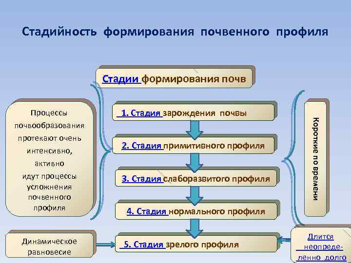 Стадийность формирования почвенного профиля Стадии формирования почв Динамическое равновесие 1. Стадия зарождения почвы 2.